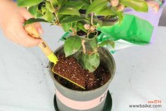 山茶花是哪个市市花？山茶花是什么季节开的