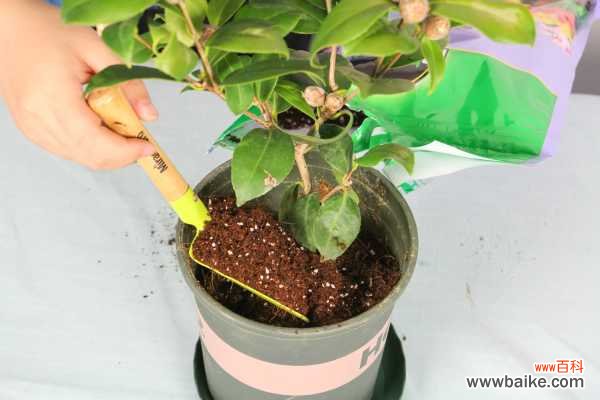 山茶花是哪个市市花？山茶花是什么季节开的