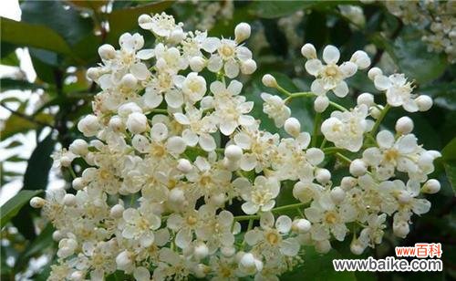 探寻石楠花的花语与魅力 石楠花