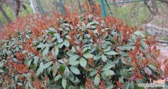 探寻石楠花的花语与魅力 石楠花