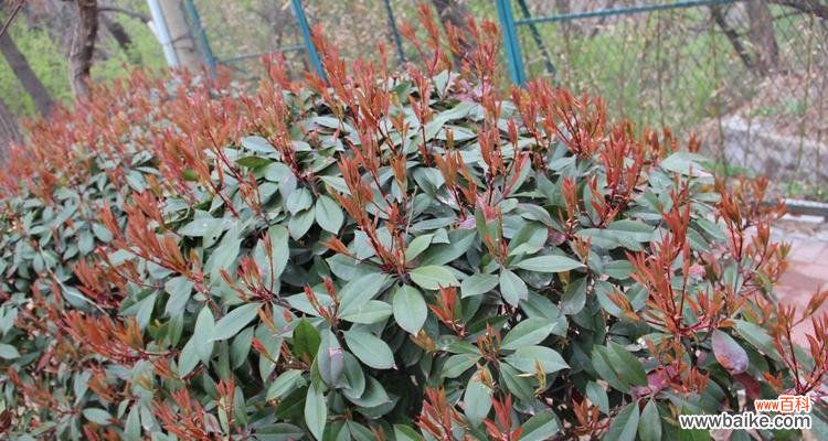 探寻石楠花的花语与魅力 石楠花