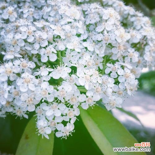 用石楠花的花语传递真挚的情感 石楠花的花语