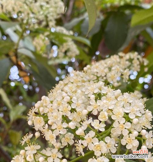 用石楠花的花语传递真挚的情感 石楠花的花语