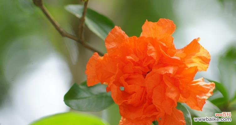 探索石榴花的美丽花语，了解其深意与象征 石榴花的花语与寓意