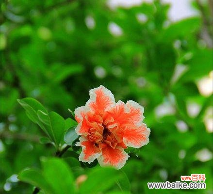 探索石榴花的美丽花语，了解其深意与象征 石榴花的花语与寓意