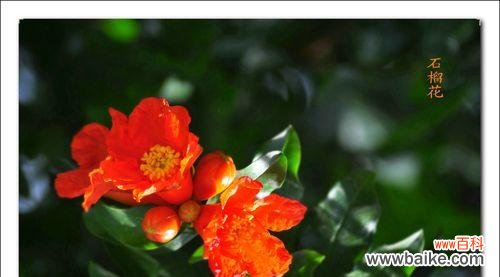 探索石榴花所代表的丰富寓意,揭示其在文化中的象征意义 石榴花的寓意与象征