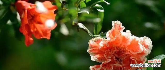 探索石榴花所代表的丰富寓意,揭示其在文化中的象征意义 石榴花的寓意与象征