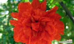 探寻石榴花的象征意义及其独特的魅力 石榴花的花语