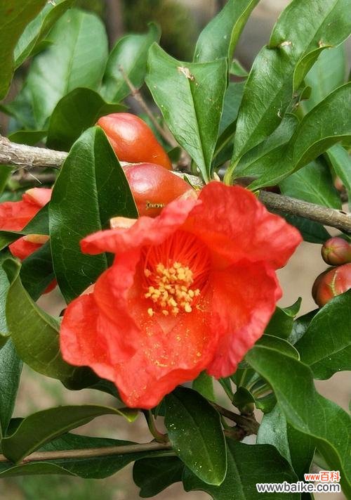 探寻石榴花的象征意义及其独特的魅力 石榴花的花语