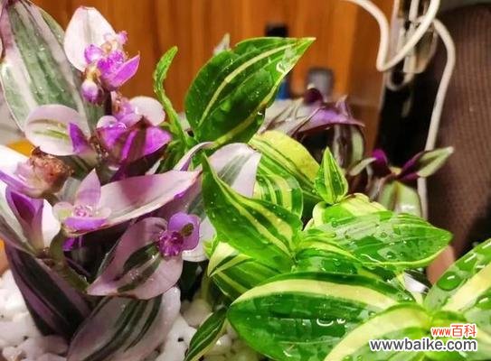 以花为媒介,探寻友谊的真谛 十种花代表的友情之旅