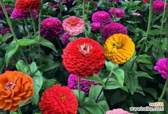 以花为媒介,探寻友谊的真谛 十种花代表的友情之旅