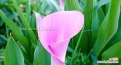 以花为媒介，探寻友谊的真谛 十种花代表的友情之旅