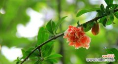 探索石榴花花语的丰富内涵 石榴花的花语和寓意