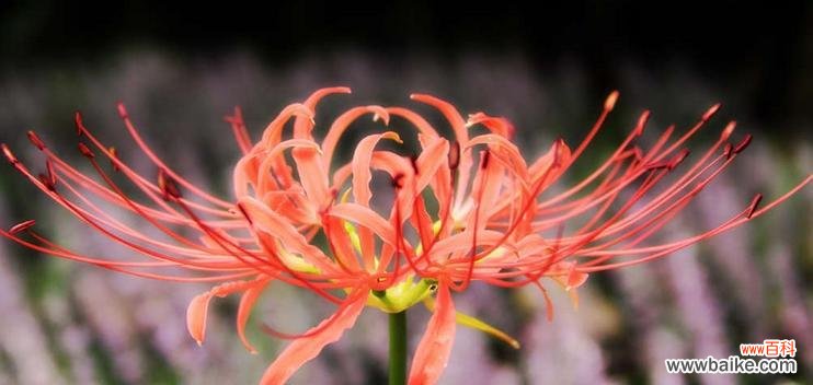 石蒜花的花语及其对人生的启示 石蒜花花语的深意