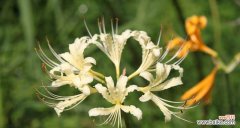 追寻梦想，执着前行的勇者 石蒜花