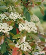 石楠花的花语和象征意义，传达爱与希望 石楠花花语