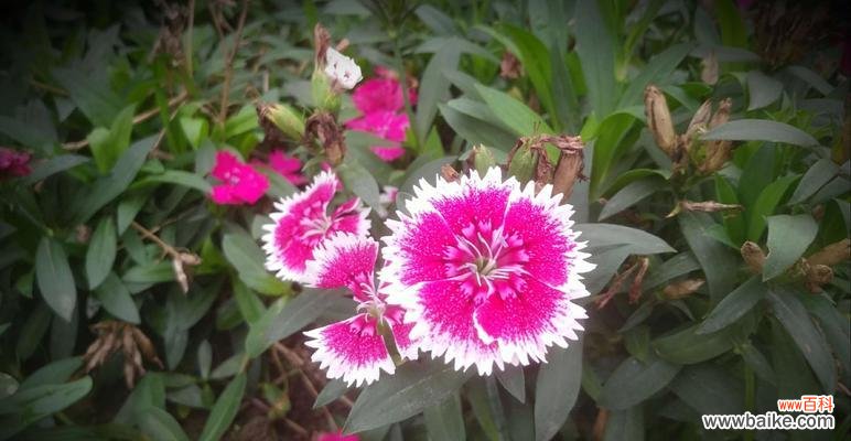 石竹花语 石竹花语之美