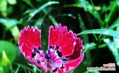 石竹花语 石竹花语之美