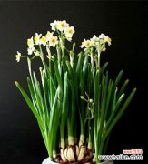 解读水仙花的花语 水仙花花语的意义及象征