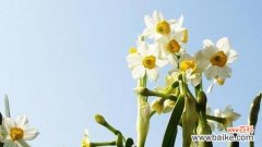 探索水仙花的花语及其象征意义 水仙花花语之美丽与希望