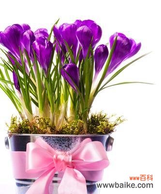 探索水仙花的象征意义 水仙花的花语及寓意