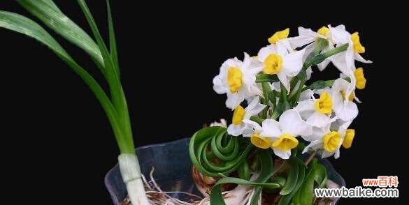 探索水仙花语言背后的深层含义 水仙花的象征意义与寓意