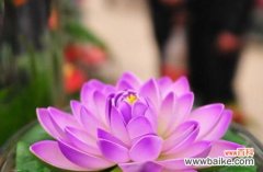 探索睡莲花的奥秘 睡莲的花语和寓意