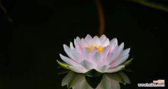 呼吸花香 睡莲的花语