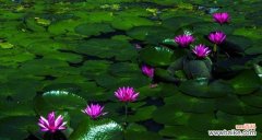 净化心灵的花池奇迹 睡莲的寓意与象征风水