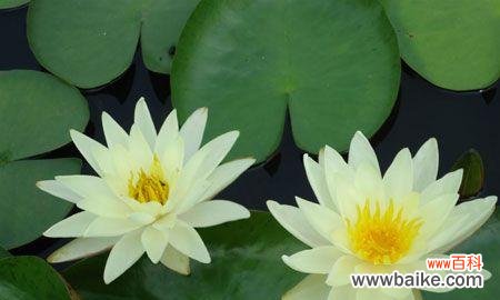 探索睡莲的秘密 睡莲的花语与象征意义