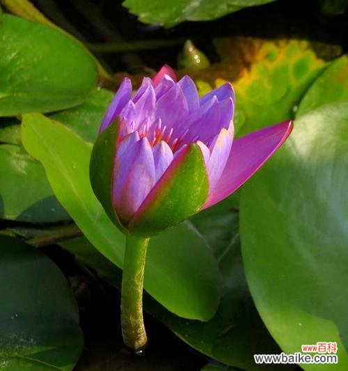 唤醒心灵的沉静之美 睡莲花语的意义与传承