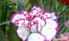 向往真挚的爱情之花 四大切花唐菖蒲的花语——凝香惊艳