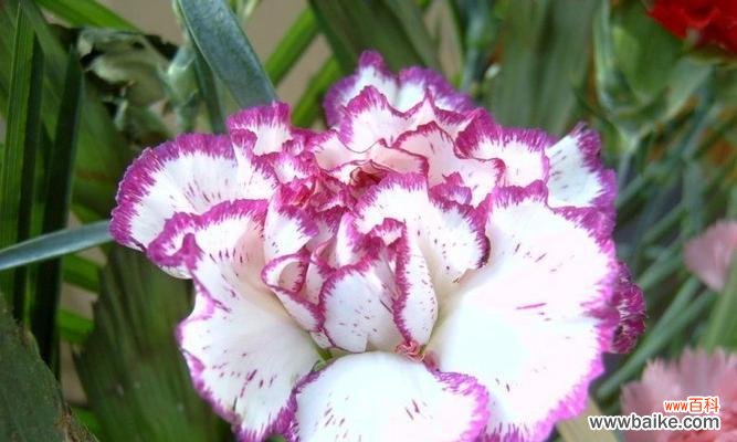 向往真挚的爱情之花 四大切花唐菖蒲的花语——凝香惊艳