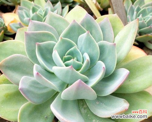 组合盆栽的辅材是什么意思？辅材在组合盆栽中有何作用？