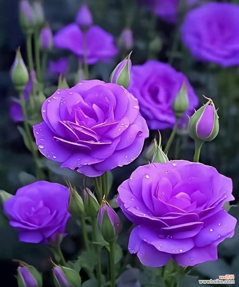 紫色的桔梗花语是什么？玫瑰花一支送什么颜色好？