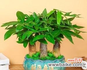 新居乔迁应该送什么盆栽？哪种花最适合作为新家礼物？