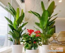 新居乔迁应该送什么盆栽？哪种花最适合作为新家礼物？