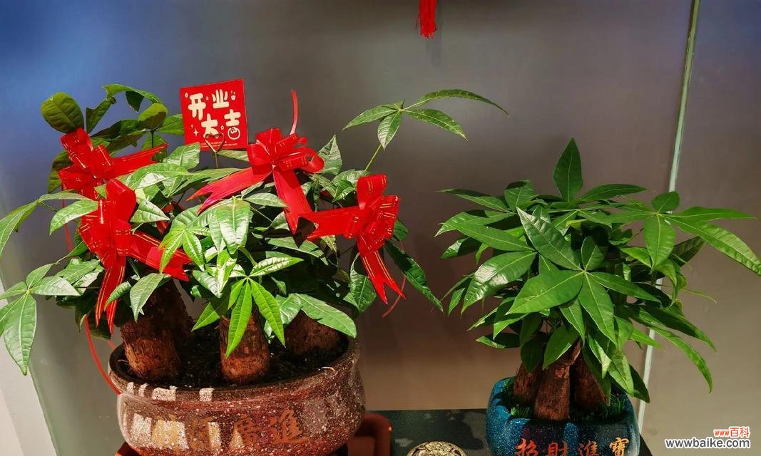 开业时送哪种盆栽更合适？