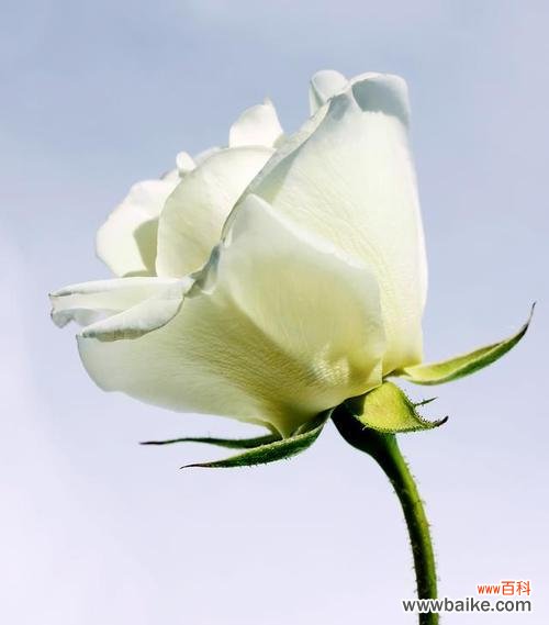 七朵白玫瑰的花语是什么?