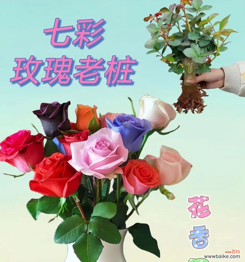 七朵白玫瑰的花语是什么?