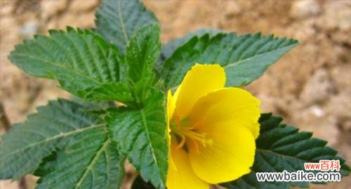 时钟花的神秘花语与美丽传说，带你探寻植物界的时间守护者 时钟花的花语与传说故事