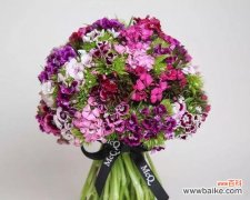 娇艳而坚韧的花朵与其背后的情感寓意 石竹梅花语的美丽与寓意