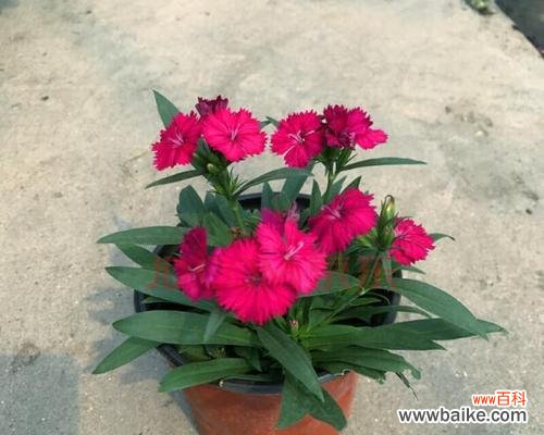 娇艳而坚韧的花朵与其背后的情感寓意 石竹梅花语的美丽与寓意