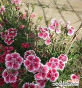 石竹花的寓意及其生命力 石竹花