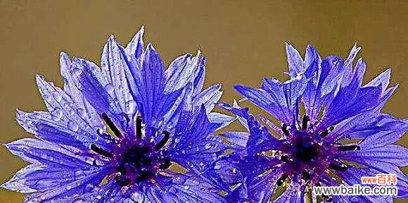 探寻矢车菊的花语及其象征意义 矢车菊的花语-传递真诚和忠诚