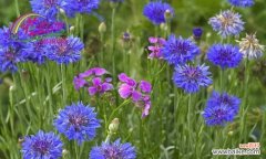 探寻矢车菊的花语及其象征意义 矢车菊的花语-传递真诚和忠诚