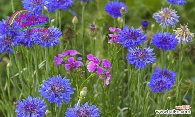 探寻矢车菊的花语及其象征意义 矢车菊的花语-传递真诚和忠诚