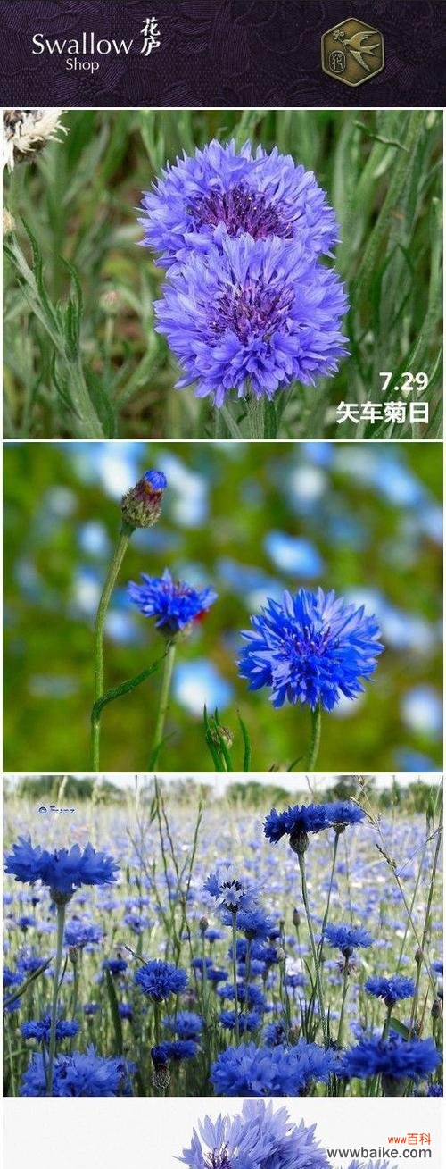 探寻矢车菊的花语及其象征意义 矢车菊的花语-传递真诚和忠诚