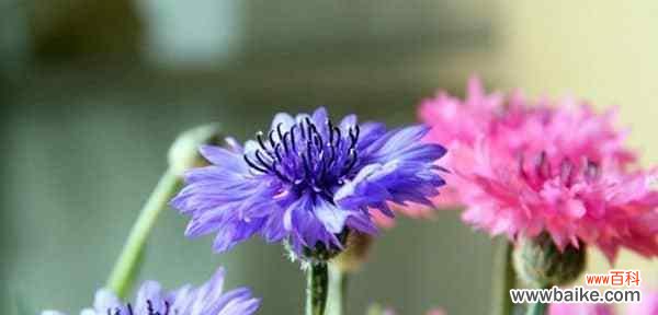 揭示矢车菊的花语,传达美丽、希望与纯洁之意 矢车菊的花语