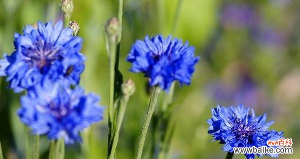 揭示矢车菊的花语,传达美丽、希望与纯洁之意 矢车菊的花语